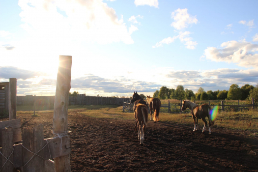 Сезон осенних конных прогулок открыт!
